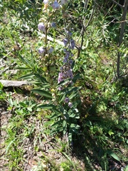 Angelonia integerrima