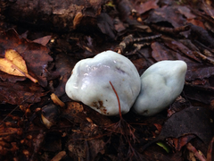 Clavogaster virescens