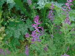 Fumaria officinalis