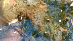 Rana latastei