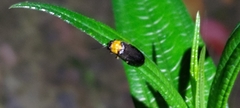 Abscondita cerata