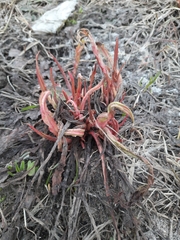 Rumex pseudonatronatus
