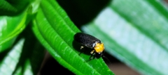 Abscondita cerata