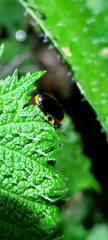Abscondita cerata