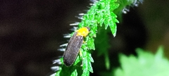 Abscondita cerata