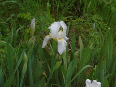 Iris albicans