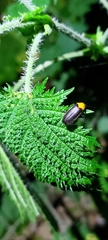 Abscondita cerata