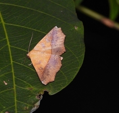 Xanthanomis xanthina