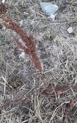 Rumex pseudonatronatus