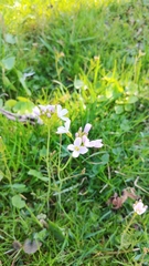 Cardamine pratensis pratensis