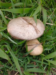 Basidiomycota