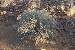 Aizoon schellenbergii