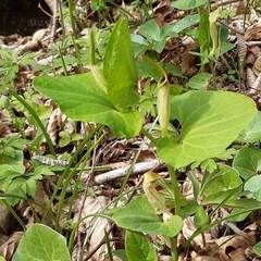 Aristolochia lutea