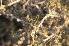 Aizoon schellenbergii