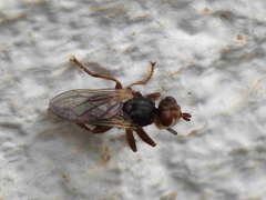 Myopa minor