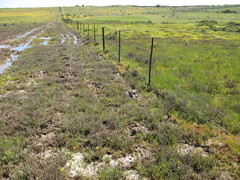 Romulea saldanhensis