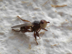 Myopa minor