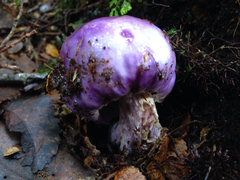 Cortinarius porphyroideus