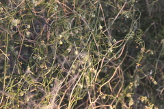 Asparagus pearsonii image