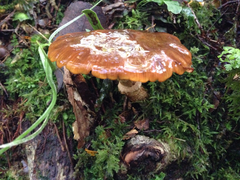 Cortinarius elacatipus