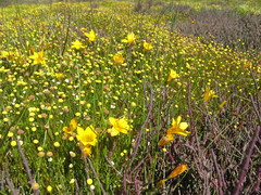 Romulea saldanhensis