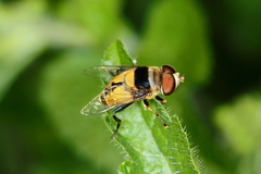 Palpada pusilla