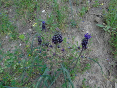 Muscari comosum