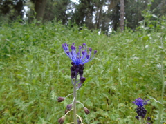 Muscari comosum