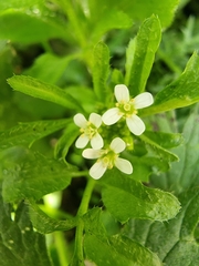 Cardamine flexuosa