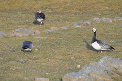 Branta leucopsis