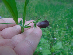 Lathyrus