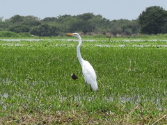 Ardea alba