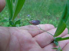 Lathyrus
