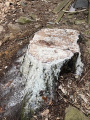 Trapelia placodioides