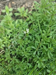 Galium aparine