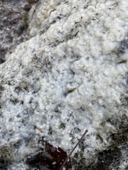 Trapelia placodioides