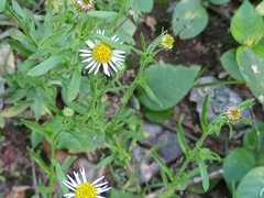 Hysterionica resinosa