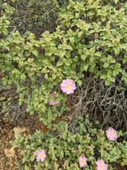 Cistus parviflorus