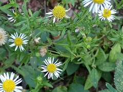 Hysterionica resinosa