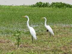 Ardea alba