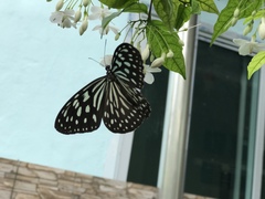 Ideopsis similis