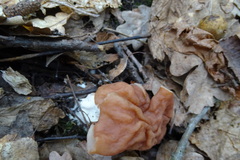 Gyromitra fastigiata