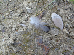 Columba livia domestica