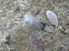 Columba livia domestica