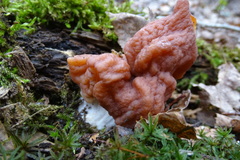 Gyromitra fastigiata