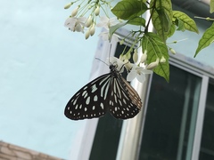 Ideopsis similis