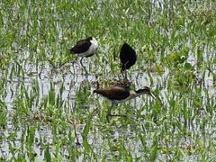 Jacana jacana