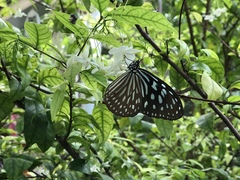 Ideopsis similis