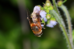 Palpada ruficeps