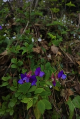 Lathyrus laxiflorus
